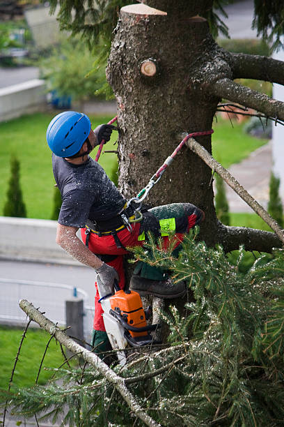 How Our Tree Care Process Works  in  Lexington, TN